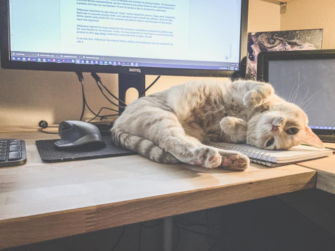 Cat looking cute on persons work desk.